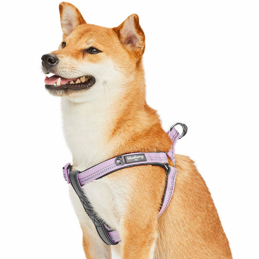 Reflective Hues of Spring | 3M Reflective Neoprene Padded Dog Harness